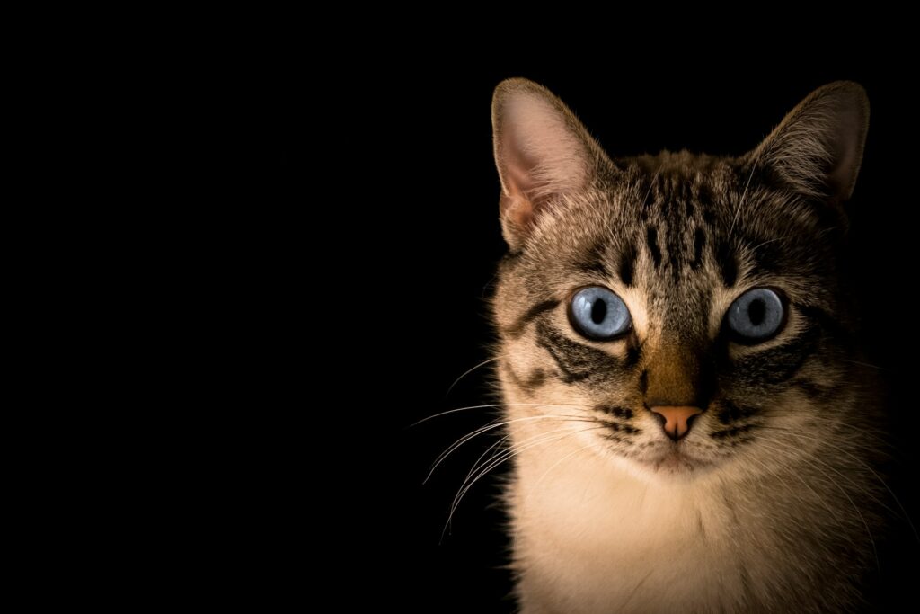 Ontwormen kat Ontwormen kat