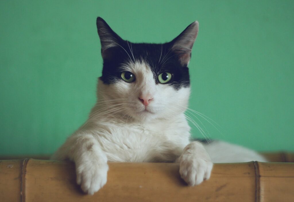 Ontwormen kat