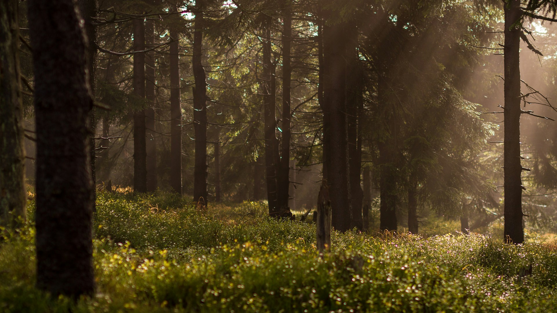 luxe vakantiehuisje Veluwe