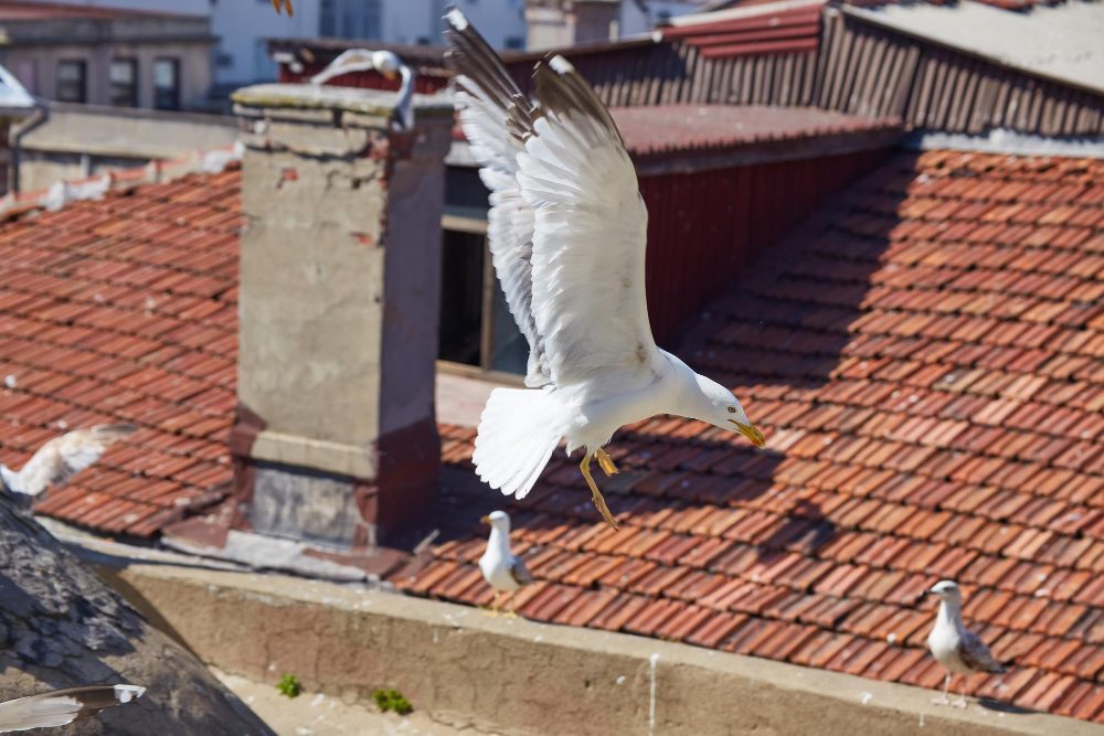 vogelwering